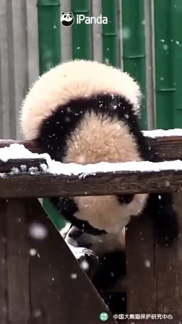 吃瓜小熊娱乐,揭秘娱乐圈幕后故事 第1张 吃瓜小熊娱乐,揭秘娱乐圈幕后故事 第1张